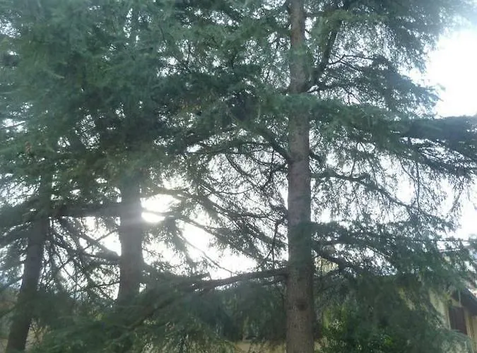 La Stanza Sui Cedri - Smart Working - Airport - Private Parking - Ducati - Philip Morris * Bologna